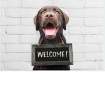 Welcome puppy