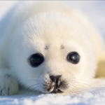 Seal Studio Co