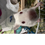 Carlyy