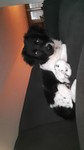 Team dieren
