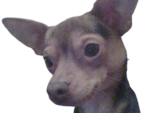 Dog madness
