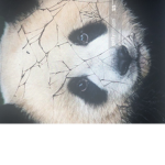 Panda park