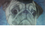 who loves pugs