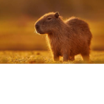 CAPYBARAS 2014