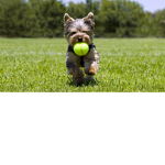 MY YORKIE