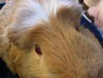 My Guinea pig group