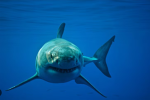 SharkTeamForever