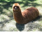 the llamas of time