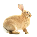rabbitfart39 HATE PAGE