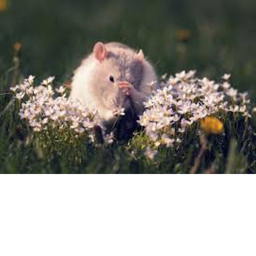 Catty ratty