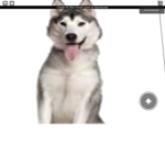 Husky’s WOOF!