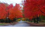 MapleWood District