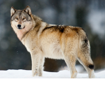 Club wolfie