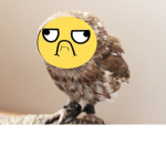 TEH BIRD SQUAD :D