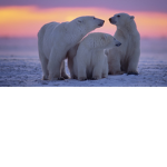 Polar Bear Family