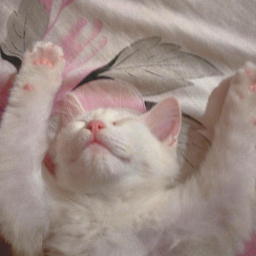 ⋆˚🐾˖°