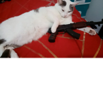 los_hola_q ase