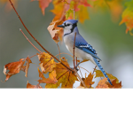 We love birds! birds birds