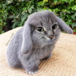 Cabbit fangroup