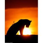 Sunset Savannah