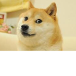 Epic_doge_group