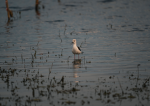 Golden_Hour1