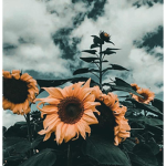 $unflower Apparel