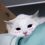 KawaiisFursuits