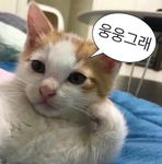 파랑색 고양이