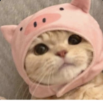 tuilp