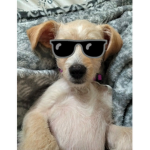 ~puppy squad club~