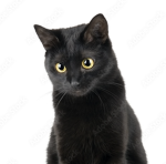 Black Cat Production