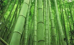 Ninja Warriors of the Bamboo