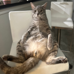 TheCatCalledPotatoStudio