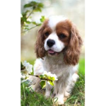 Marshmellow the dog.