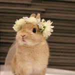 My flower bunnies