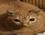 Catter The Boss