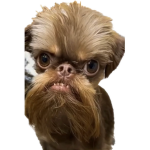 Mkurtie