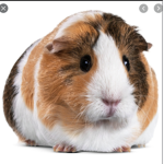 Guineapigfangroup