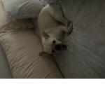 Catdog12345678910havefun