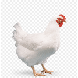 Chicken Studios Official Hangout