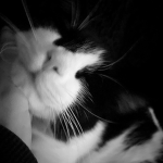 stwabheartz'