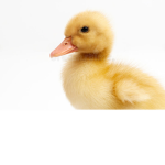 duckling universe