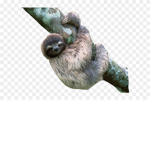 | Sloths United! |