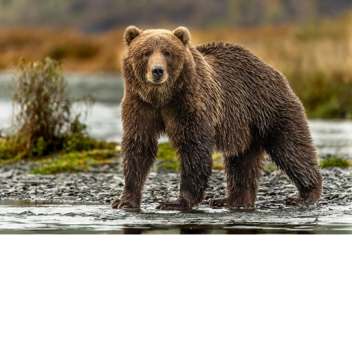 Elephantlover12044's Place