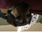 Dug the dog fan group