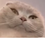 Burning cats