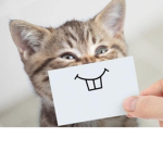 Kitty.__.<3