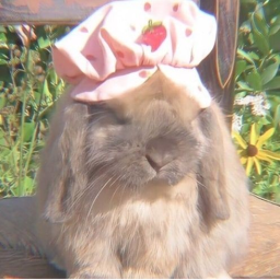⋆ ˚｡⋆୨୧˚