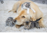 Cute cat and dog save cats and Dog.